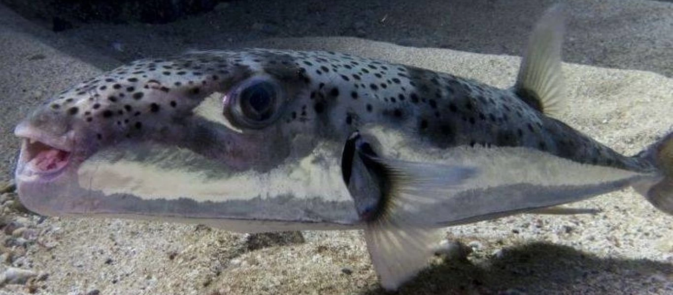 Λαγοκέφαλος: Το ψάρι που παίρνει την «εκδίκησή» του μετά…